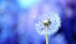 Preview wallpaper dandelion, background, feathers, seeds