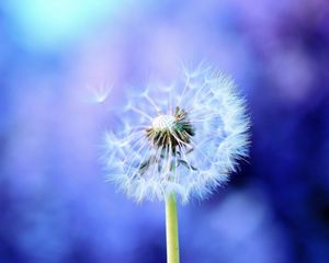 Preview wallpaper dandelion, background, feathers, seeds