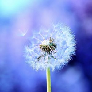 Preview wallpaper dandelion, background, feathers, seeds