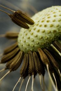 Preview wallpaper dandelion, black, white, seeds, fallen