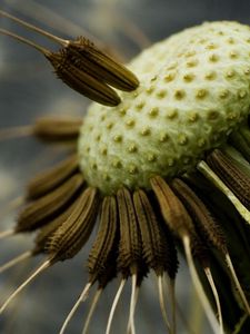 Preview wallpaper dandelion, black, white, seeds, fallen