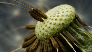 Preview wallpaper dandelion, black, white, seeds, fallen