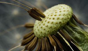 Preview wallpaper dandelion, black, white, seeds, fallen