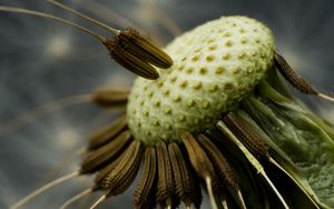 Preview wallpaper dandelion, black, white, seeds, fallen