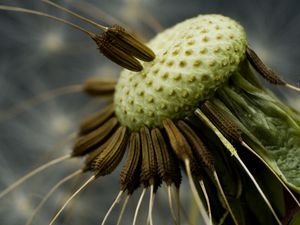 Preview wallpaper dandelion, black, white, seeds, fallen