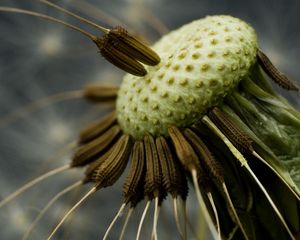 Preview wallpaper dandelion, black, white, seeds, fallen