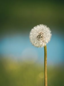 Preview wallpaper dandelion, blur, fluff, flower