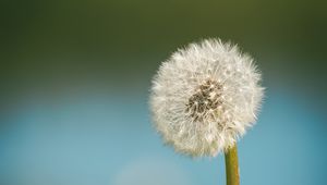 Preview wallpaper dandelion, blur, fluff, flower
