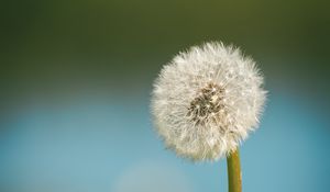 Preview wallpaper dandelion, blur, fluff, flower