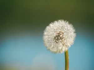 Preview wallpaper dandelion, blur, fluff, flower