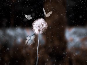 Preview wallpaper dandelion, butterflies, photoshop, blur, flower, insect