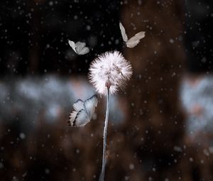 Preview wallpaper dandelion, butterflies, photoshop, blur, flower, insect