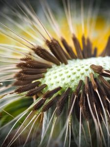 Preview wallpaper dandelion, close-up, plant