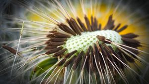 Preview wallpaper dandelion, close-up, plant