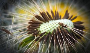 Preview wallpaper dandelion, close-up, plant