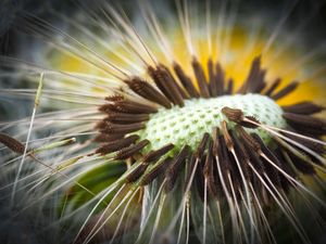 Preview wallpaper dandelion, close-up, plant