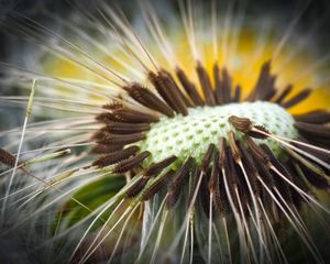 Preview wallpaper dandelion, close-up, plant