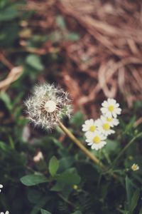 Preview wallpaper dandelion, daisies, grass