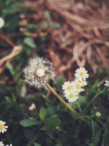 Preview wallpaper dandelion, daisies, grass