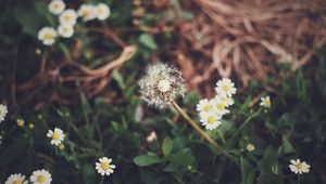 Preview wallpaper dandelion, daisies, grass