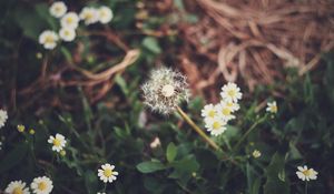 Preview wallpaper dandelion, daisies, grass