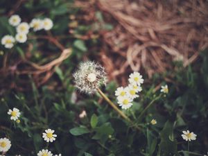 Preview wallpaper dandelion, daisies, grass