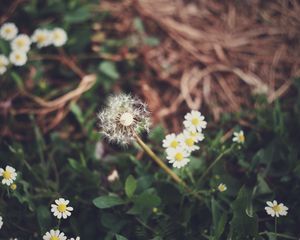 Preview wallpaper dandelion, daisies, grass