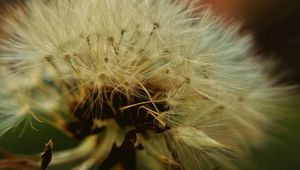 Preview wallpaper dandelion, down, closeup