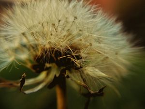 Preview wallpaper dandelion, down, closeup