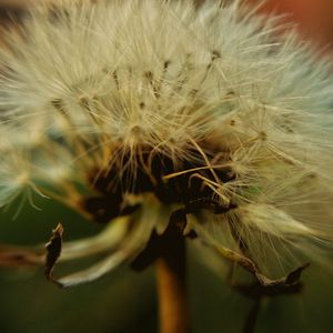 Preview wallpaper dandelion, down, closeup