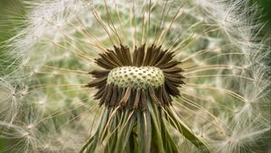 Preview wallpaper dandelion, down, closeup