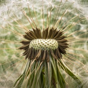 Preview wallpaper dandelion, down, closeup