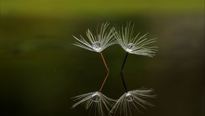 Preview wallpaper dandelion, down, drop, reflection