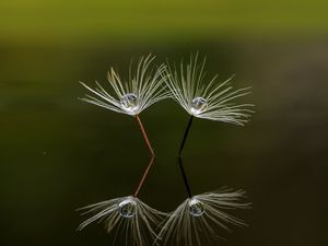 Preview wallpaper dandelion, down, drop, reflection