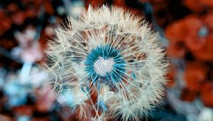 Preview wallpaper dandelion, down, flower, macro