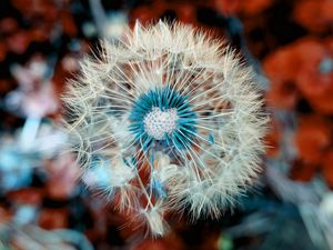 Preview wallpaper dandelion, down, flower, macro