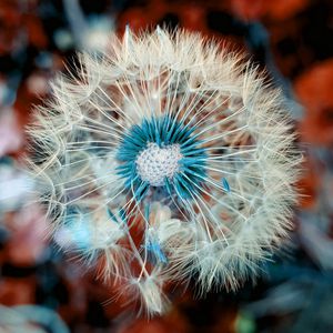 Preview wallpaper dandelion, down, flower, macro