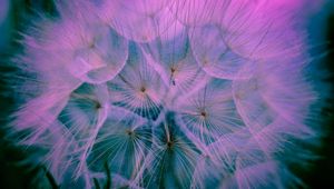 Preview wallpaper dandelion, down, macro, pink