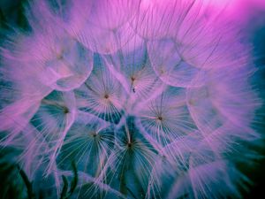 Preview wallpaper dandelion, down, macro, pink