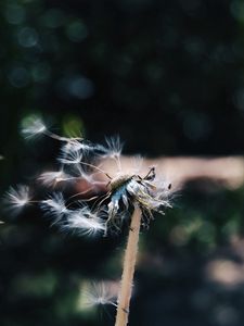 Preview wallpaper dandelion, down, stalk, wind