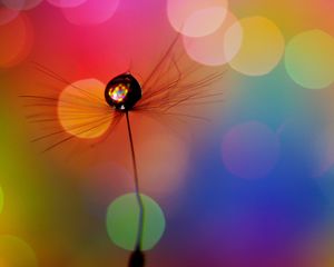 Preview wallpaper dandelion, drop, multicolored, spots