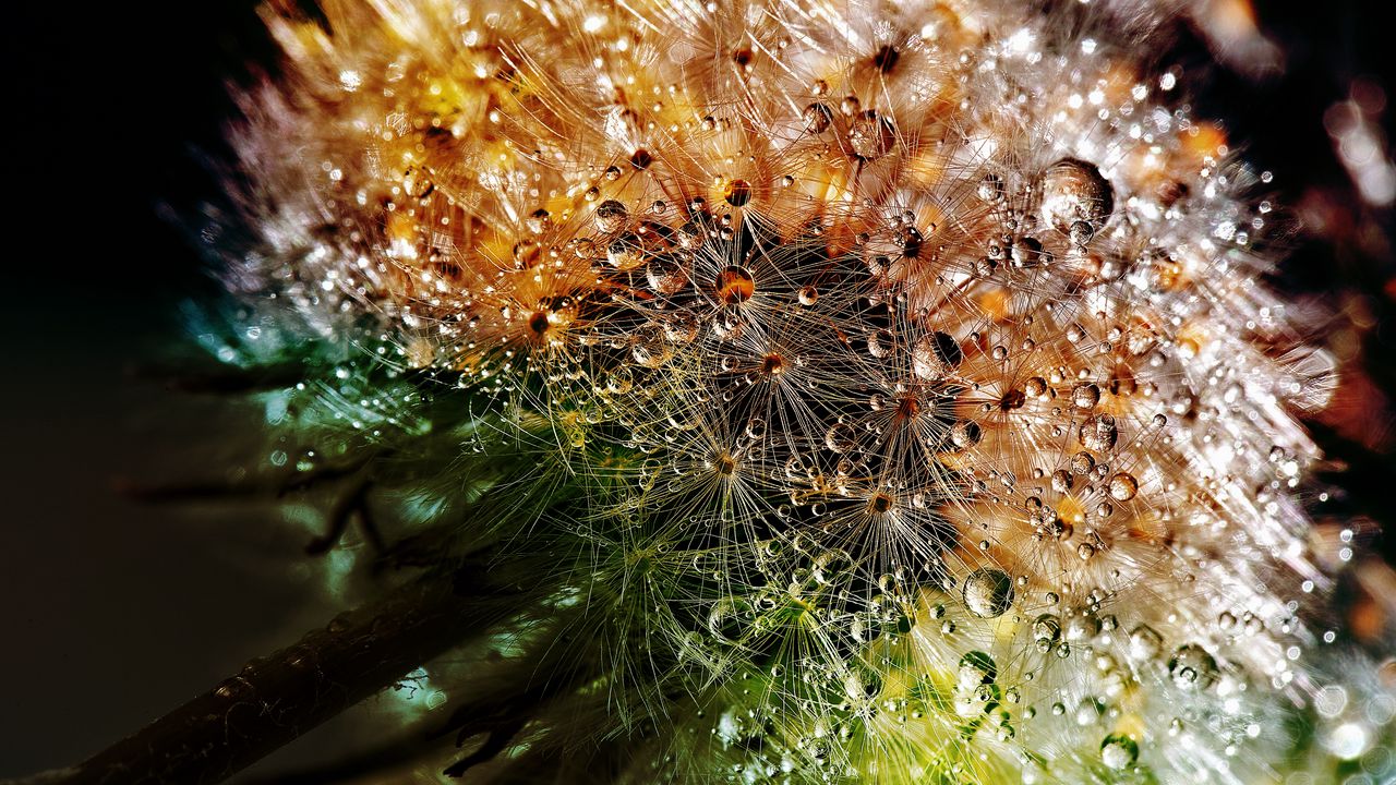 Wallpaper dandelion, drops, fluff, closeup, flower