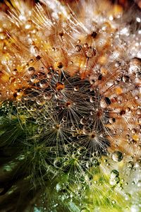 Preview wallpaper dandelion, drops, fluff, closeup, flower