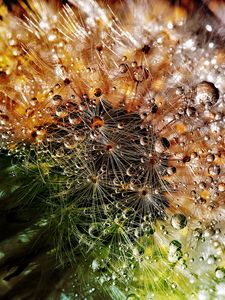Preview wallpaper dandelion, drops, fluff, closeup, flower