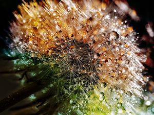 Preview wallpaper dandelion, drops, fluff, closeup, flower