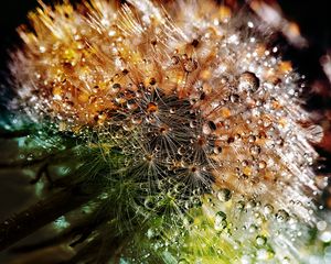 Preview wallpaper dandelion, drops, fluff, closeup, flower