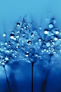 Preview wallpaper dandelion, drops, fluff, flower, macro, blue