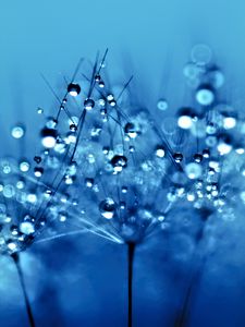 Preview wallpaper dandelion, drops, fluff, flower, macro, blue