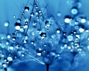 Preview wallpaper dandelion, drops, fluff, flower, macro, blue