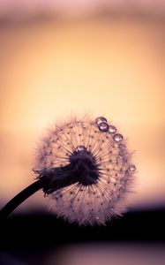 Preview wallpaper dandelion, drops, macro